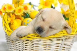 Springtime Snooze283271375